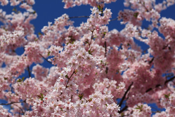 Naklejka na ściany i meble blooming cherry tree pink blossom in spring