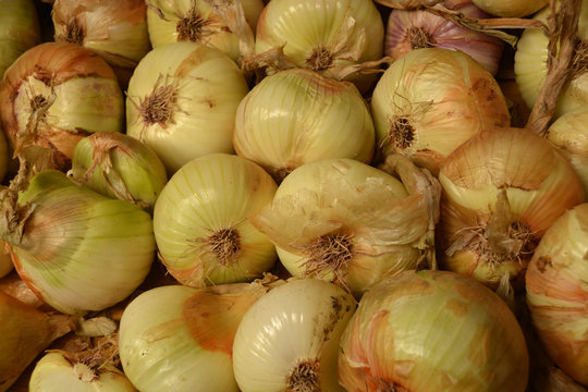 cebollas