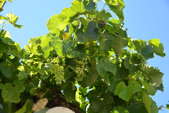 parra con uvas