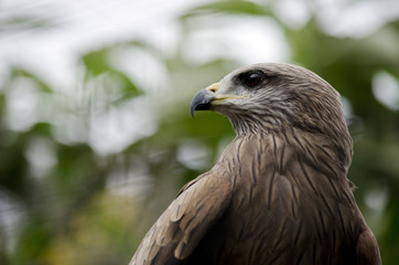 whistling kite