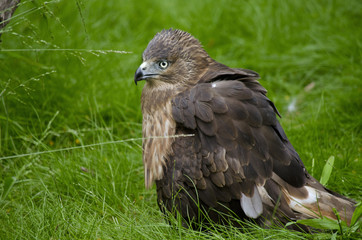 whistling kite