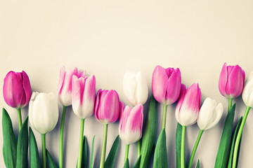 Pink and white tulips over beige background