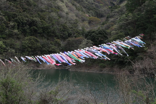 阿波の鯉のぼり
