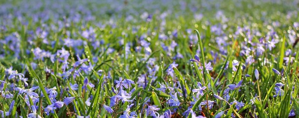 Morning dew on beautiful scilla flowerbed