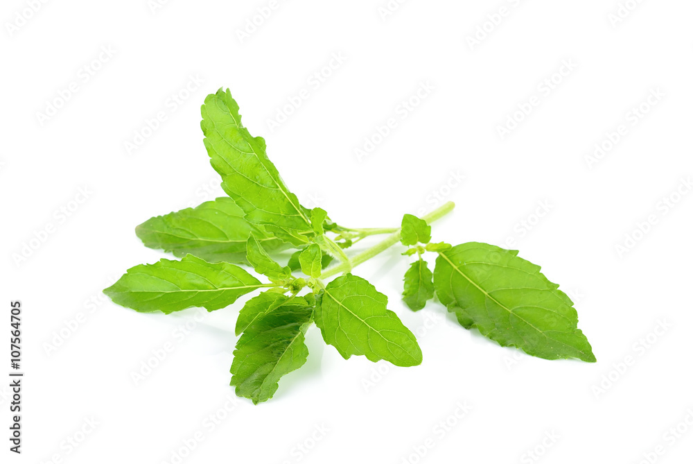 Wall mural Basil leaf isolated on the white background