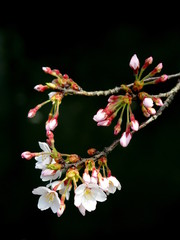 川を背景にした桜