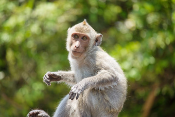 Fototapeta premium 可愛いサル