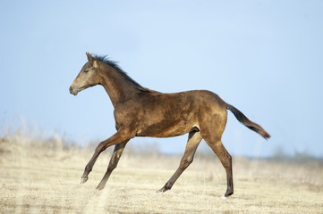 Fototapeta na wymiar young akhal-teke colt runs free over an early spring field