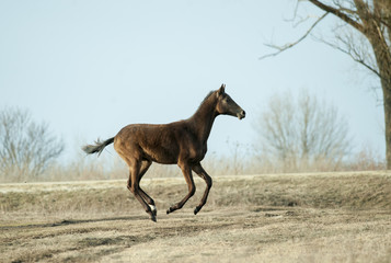 akhal-teke colt running free in spring field