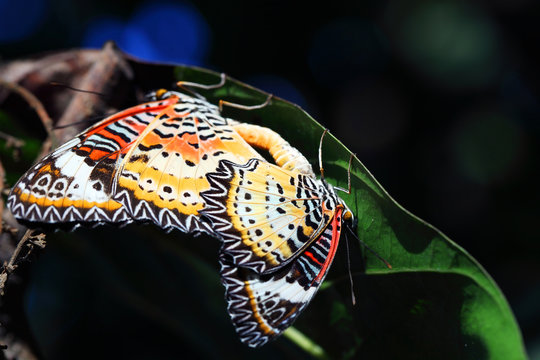 butterfly mating