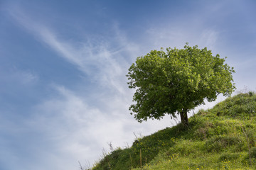 Obraz premium The lonely tree