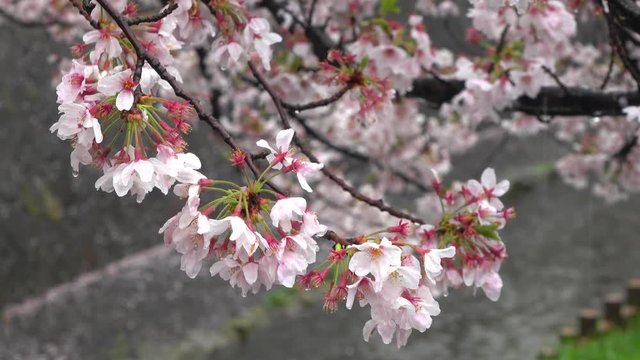 4K・雨に濡れる桜の花びら_4-188