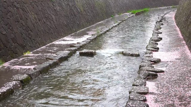 4K・桜の花びらが流れる小川_4-185