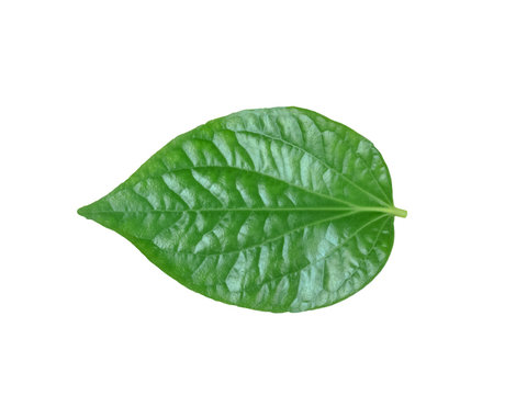 Chaplo or piperaceae on white background