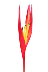 bird of paradise isolated on white background
