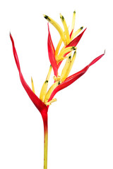 bird of paradise isolated on white background