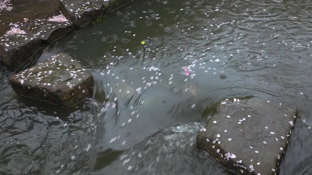 4K・桜の花びらが流れる小川-2_4-186