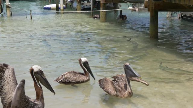 summer time florida famous islamorada pelican bay 4k usa
