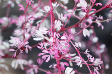 Pithecellobium dulce as background.