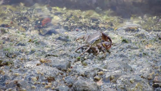 Crayfish eating minerals, walking on rocks while water is splashing.