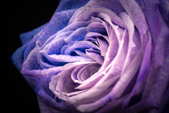 Fototapeta Flower, rose, close-up, macro.