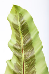 bird's nest fern leaf isolated on white background.