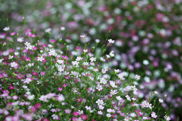 gypsophila flower.