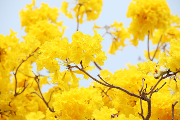 Caribbean trumpet flowers