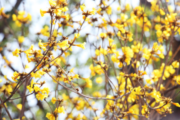 caribbean trumpet flower.