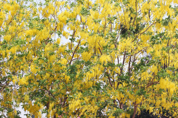 golden shower tree