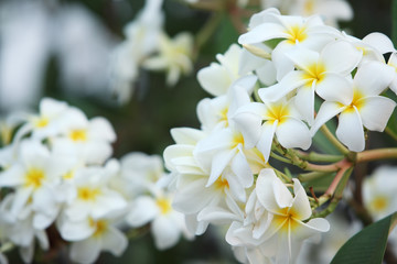 frangiapani flower.