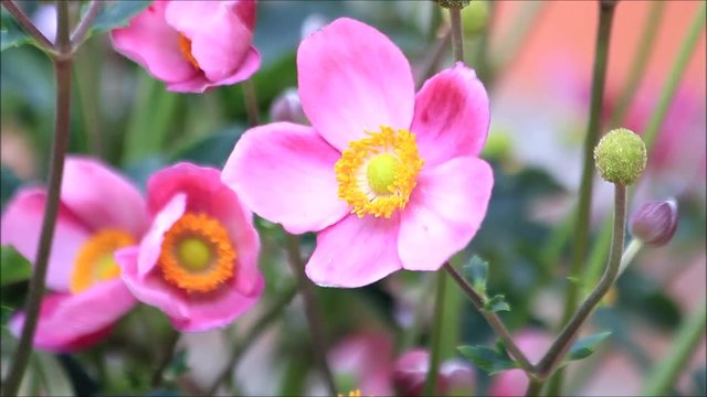 pink flower Anemone hupehensis
