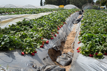 Strawberries grow on a farm