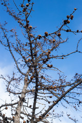 Bare tree branches with round balls against blue sky at winter time