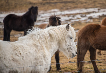 Fototapeta premium Iceland horse
