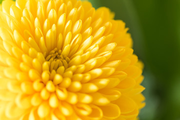 Yellow Chrysanthemum