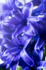 Purple Hyacinthus Orientalis