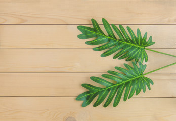 leaves on the old wooden background