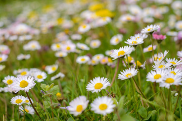 Fototapeta premium Daisy field