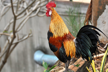 Colorful rooster close up  