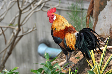 Colorful rooster close up  