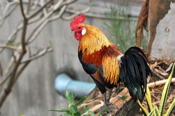 Colorful rooster close up  