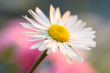 Fototapeta premium Daisy