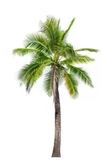 Deurstickers Palmboom kokosnoot palmboom op wit wordt geïsoleerd