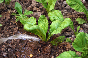 Watering small Plant