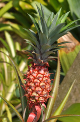 Ornamental species of pineapple in the natural environment 