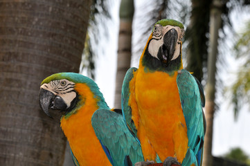 Portrait of colorful parrot macaw closeup 