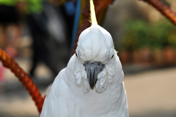 Large white parrot closeup