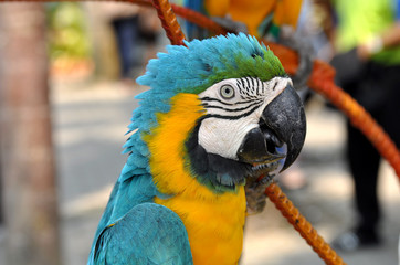 Portrait of colorful parrot macaw closeup 