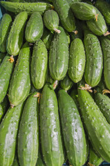 cucumbers green and fresh